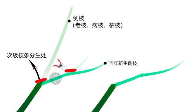 日本红枫红舞姬树形怎么修剪,盆栽红枫树修剪