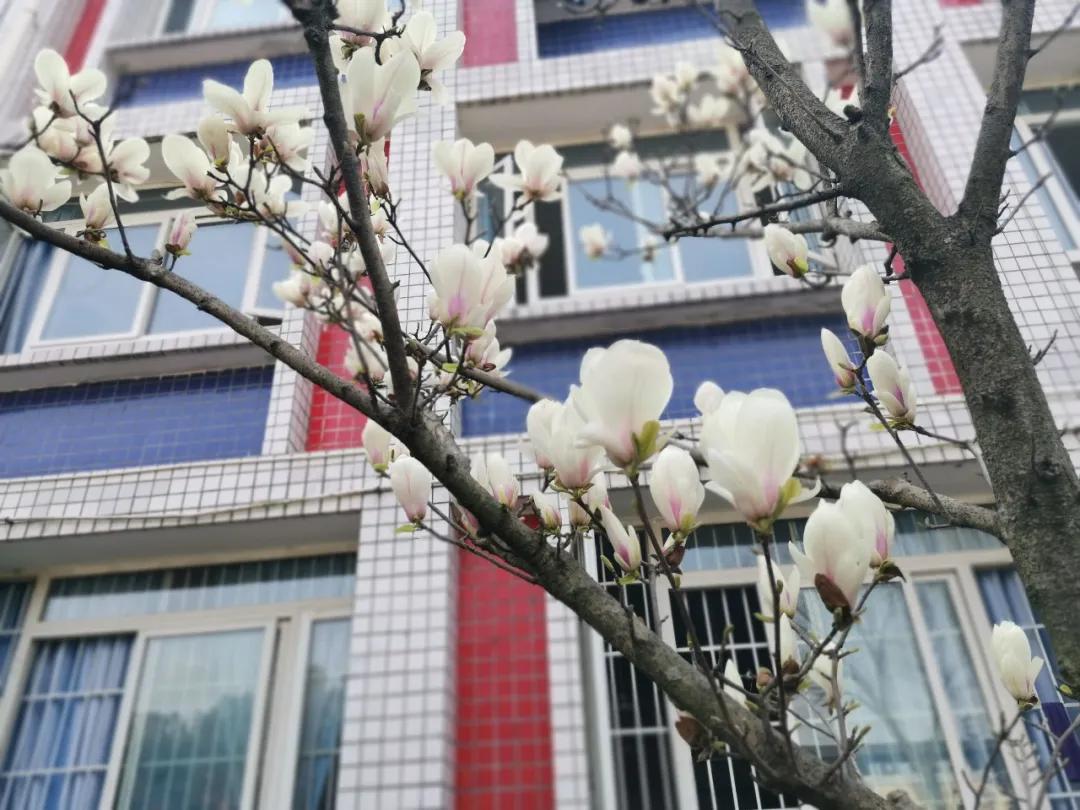 我把德阳市的校园春天寄给你