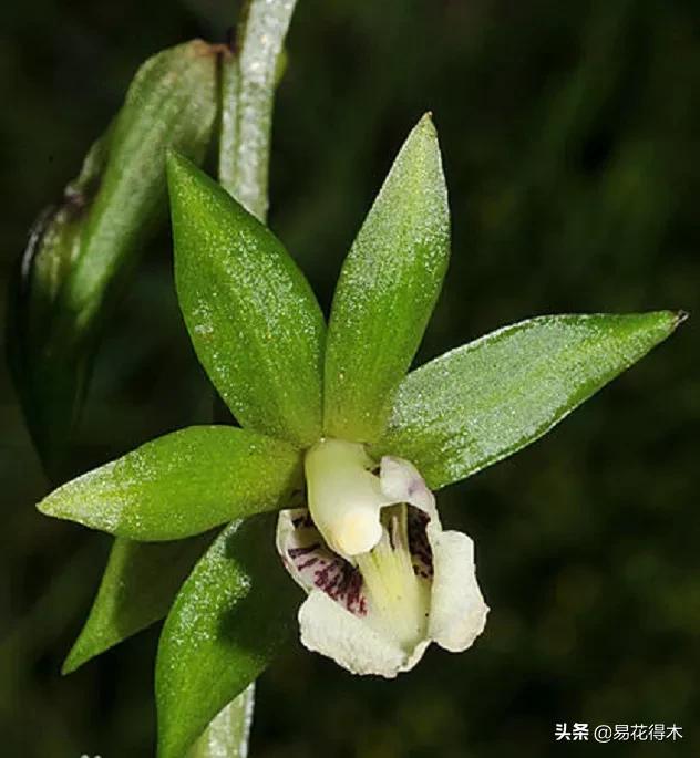 吻兰,云南稀有兰花品种图片金边蕙兰