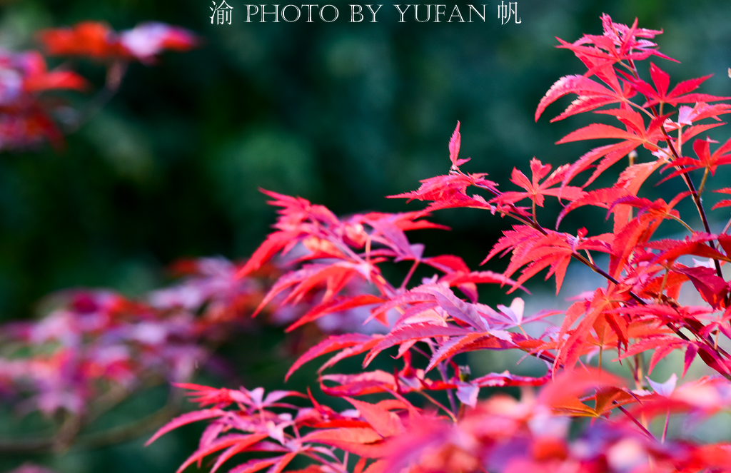 周末去哪儿玩重庆巴南,巴南周末户外带孩子去哪里玩