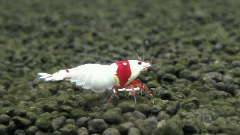 水晶虾开缸需要哪些泥,翻缸养虾视频教程