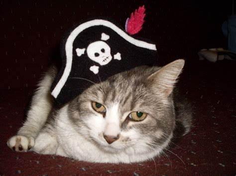 猫咪的交配过程，对于母猫来说，其实是一种痛苦的折磨