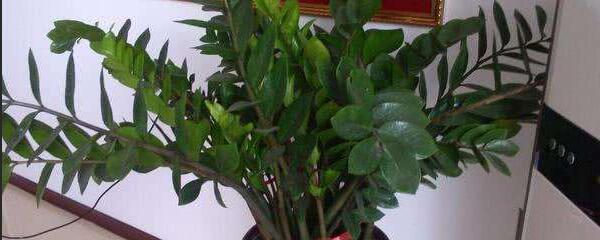 金钱木的养殖方法,金钱树的养殖方法扦插用什么消毒