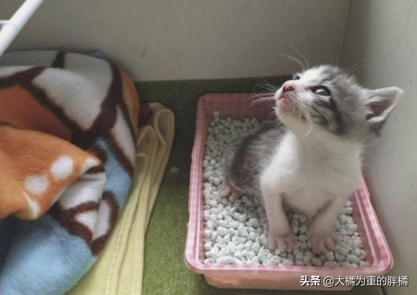 猫咪两天不拉屎正常吗幼猫,幼猫有什么上厕所的前兆