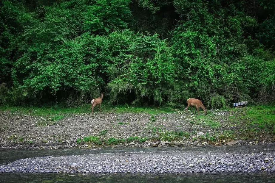 成都自驾百里杜鹃旅游攻略,万亩杜鹃花在青山幽谷