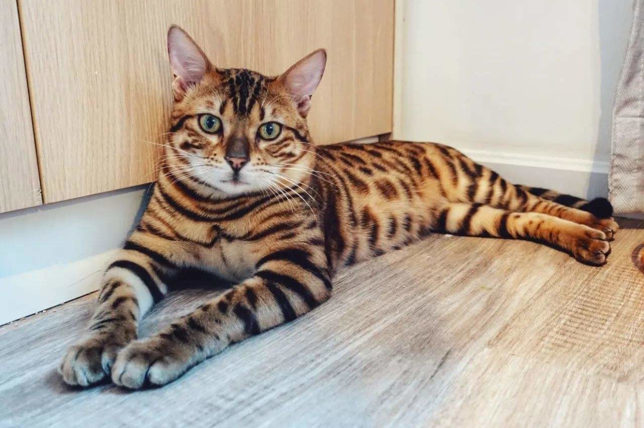 国内很少人养的猫品种大全,哪个品种的猫最便宜又好看又好养