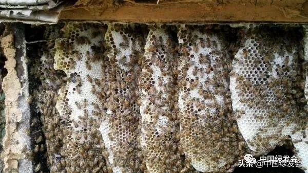 助力蜂农防疫情,拼多多助农战疫的原因