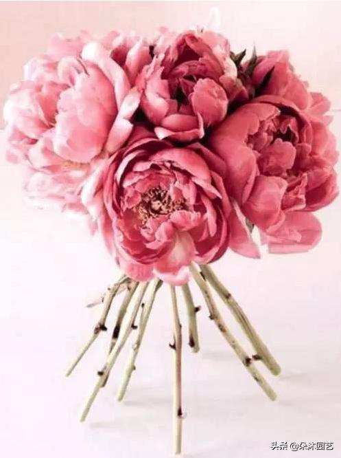 鲜花扎花束教程,手把手教你螺旋花束扎法