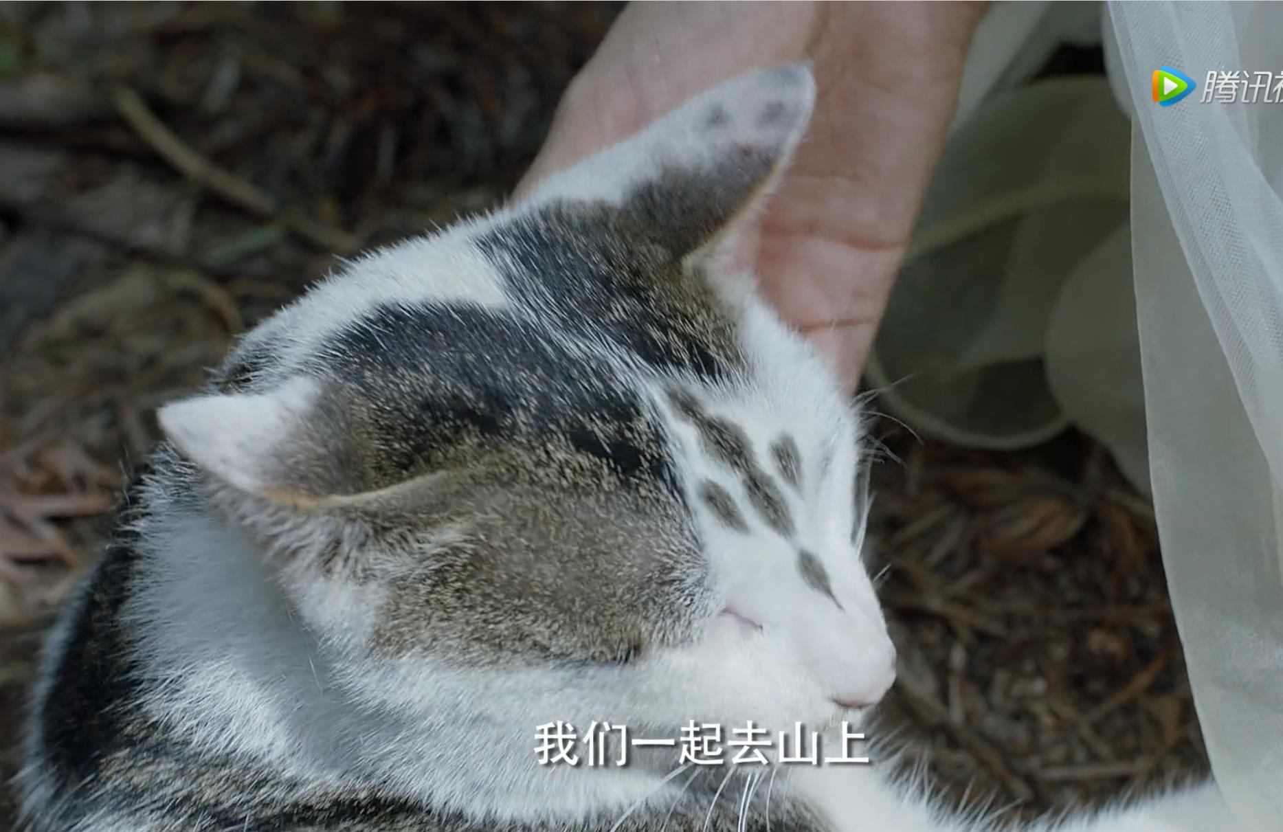 盘点猫咪高能名场面 (猫咪10大最萌镜头)