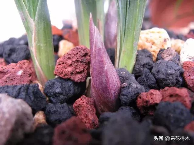 春兰大富贵春剑大富贵区别,春兰大富贵vs春剑大富贵