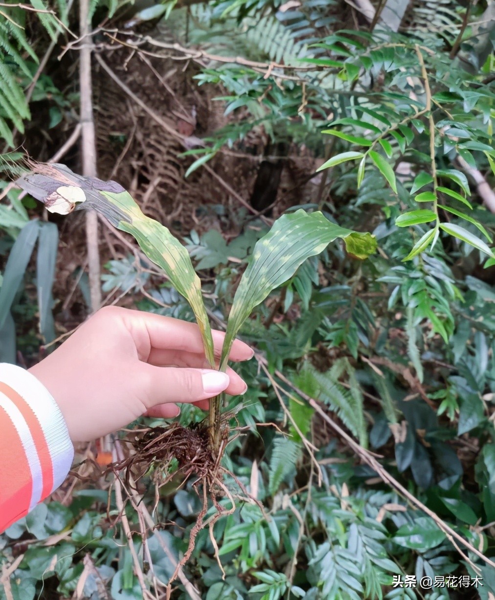 杜鹃兰属于几级保护植物,杜鹃兰品种图片