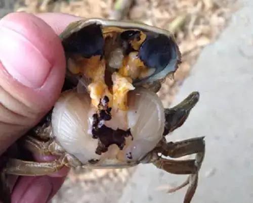 河蟹高蛋白饲养,河蟹肝脏发黑