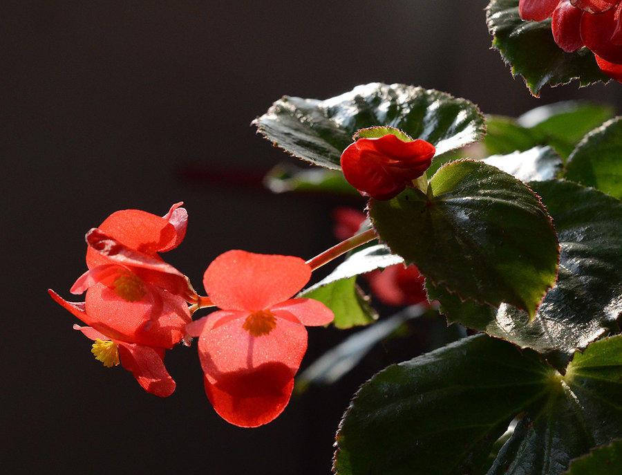 海棠怎么让它长侧芽,如何修剪海棠让花露出来