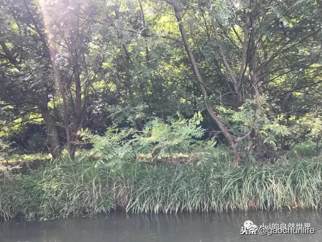 草龟难养,养草龟笔记