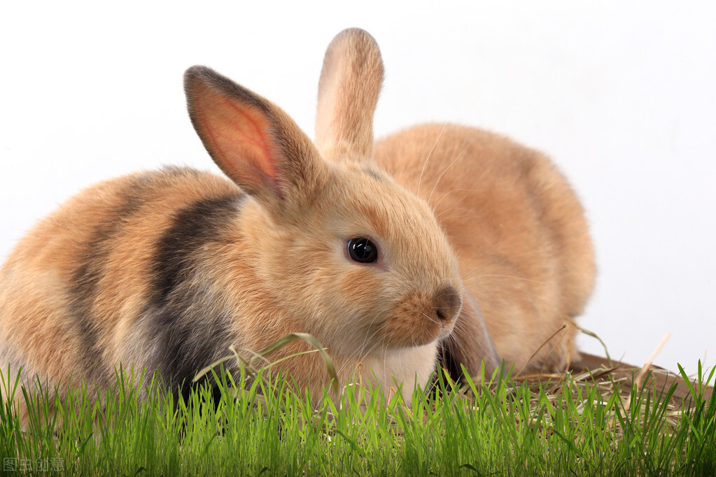 兔子口炎早期症状图片,兔子口炎不吃东西咋办