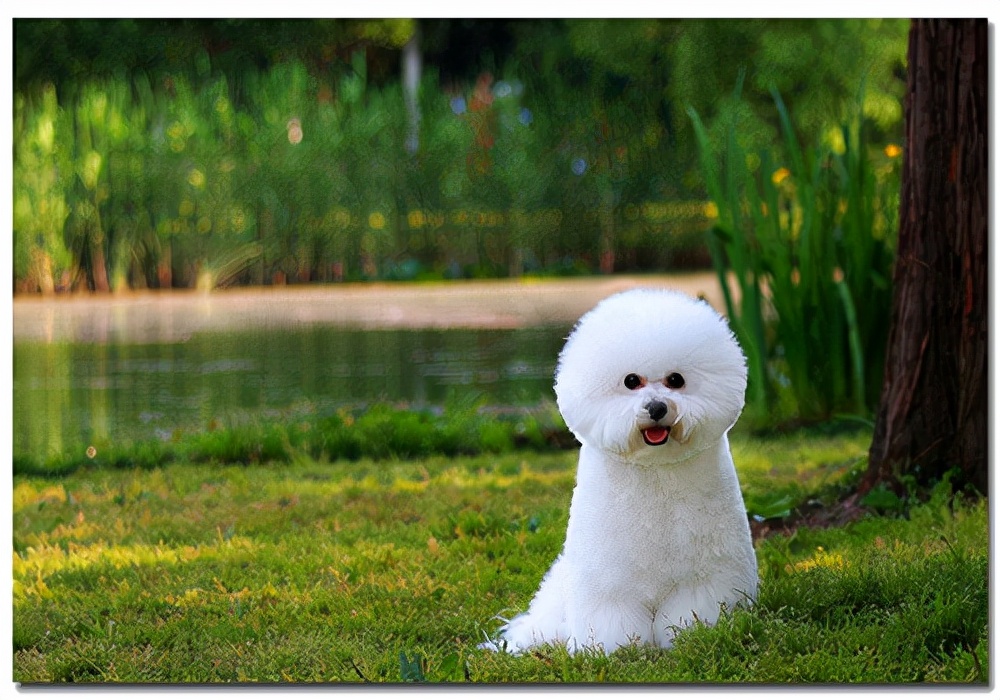 两个月的狗狗拉稀呕吐怎么回事啊,两个月的狗狗又吐又拉稀怎么办