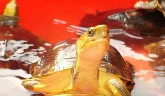 三线闭壳龟和潘氏闭壳龟区别,金头闭壳龟和三线闭壳龟同池