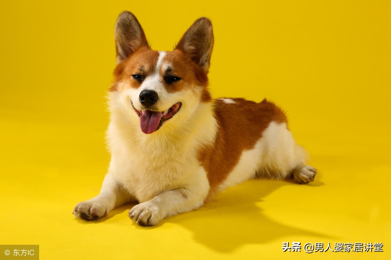 狗狗已经中毒了该怎么自救,狗狗中毒怎么急救处理