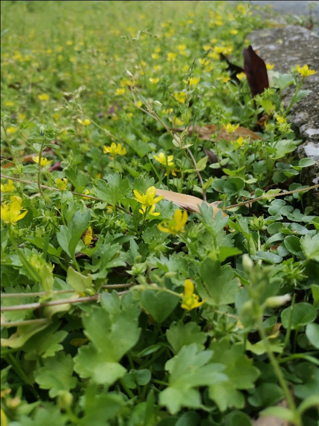 口语交际名字里的故事三年级,丫丫求学系列