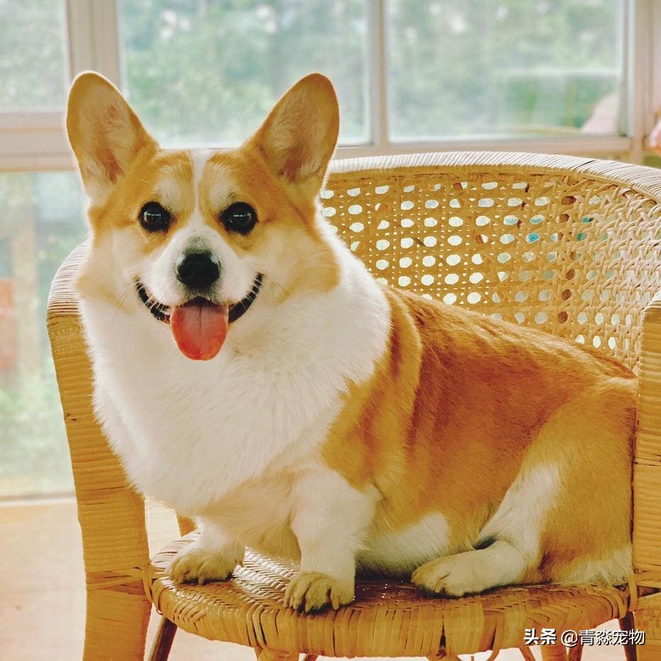 宠物狗耳螨怎么办啊,耳螨狗狗应该注意什么