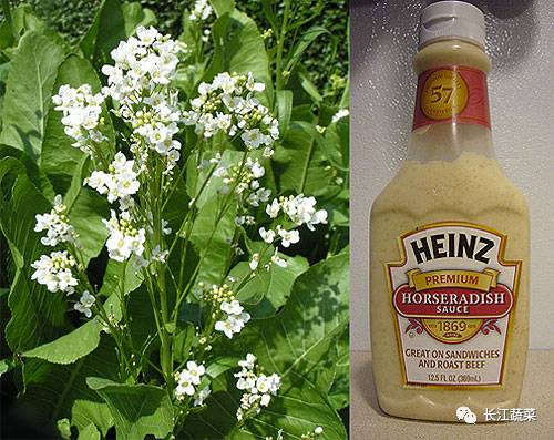 菜吧：800元一斤！据说这种菜是全世界最难种的