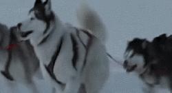 哈士奇拯救小镇,哈士奇救二哈