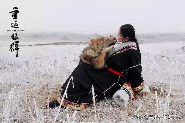 第一只被人类养大回归狼群的狼,一只狼在被人类养大后回归狼群