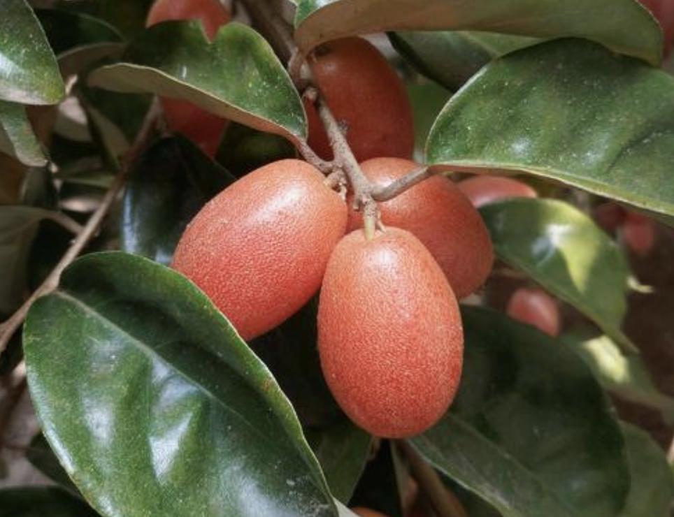 儿时山上摘像草莓的野果,山上有一种野果像羊奶果