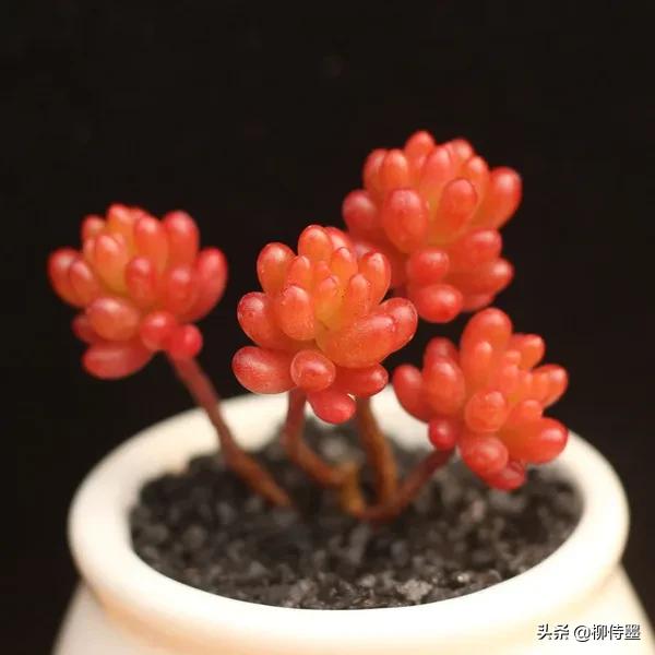 多肉黄花照波拍摄技巧,如何拍出好看的多肉植物