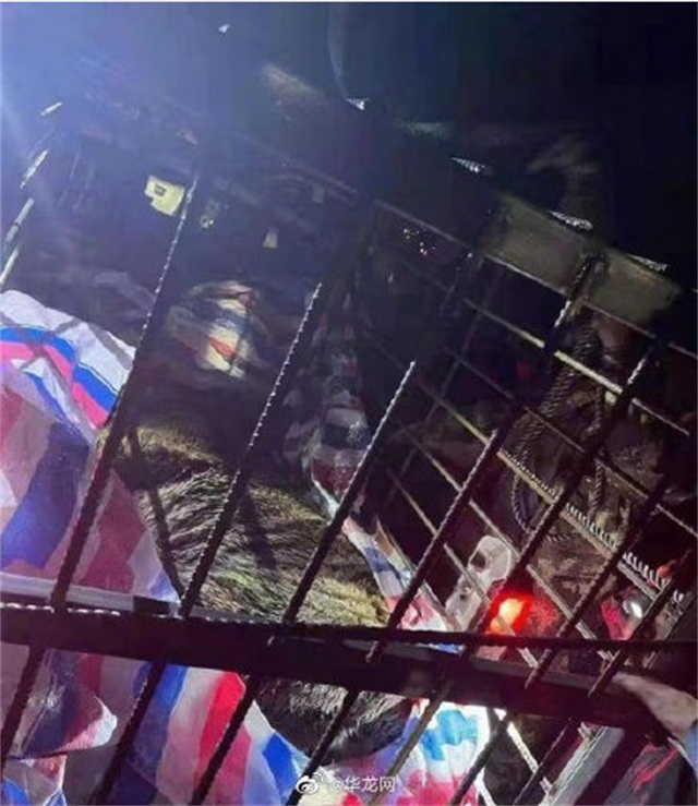 东北虎闯进村庄袭击放羊人,野生东北虎袭击人