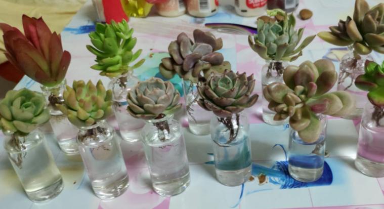 冬天耐寒又不需要浇水的绿植,不怕日晒的水培家养绿植有哪些