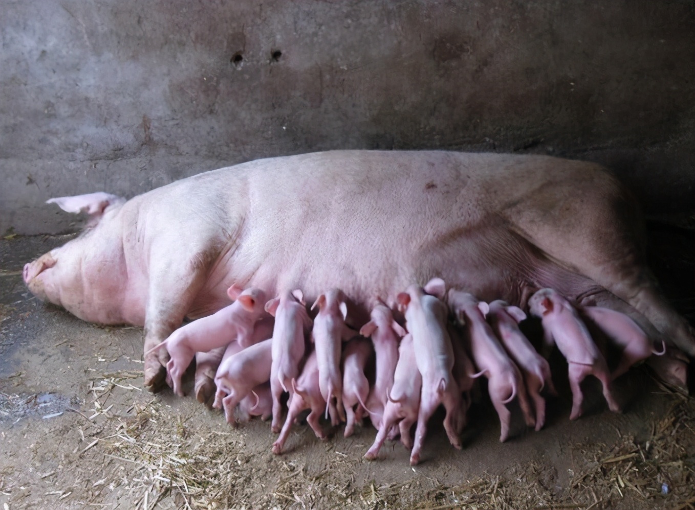 为什么母猪产后站不起来,母猪产后三天站不起来怎么办