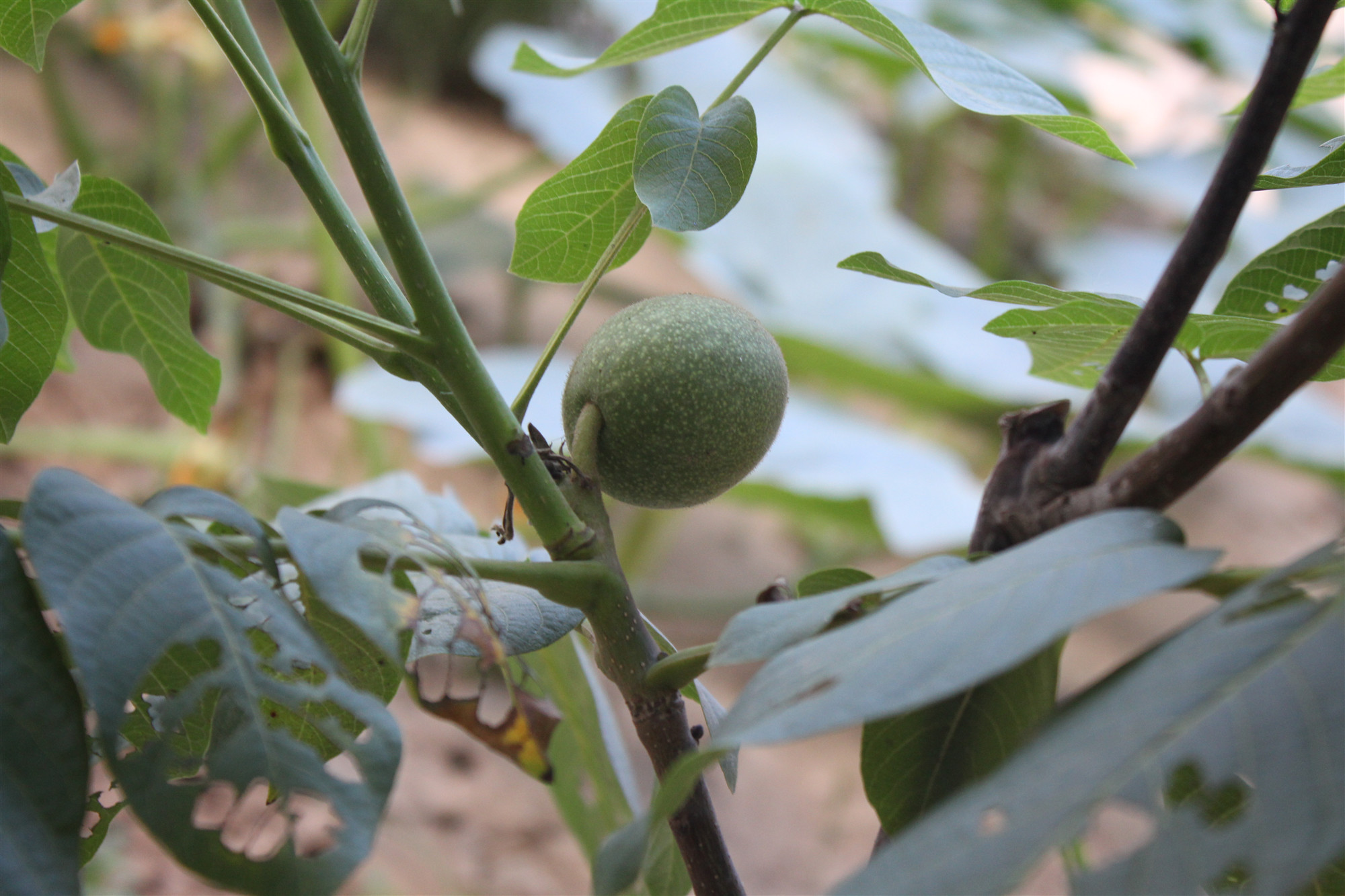 中药科普之核桃,有关核桃的药用知识