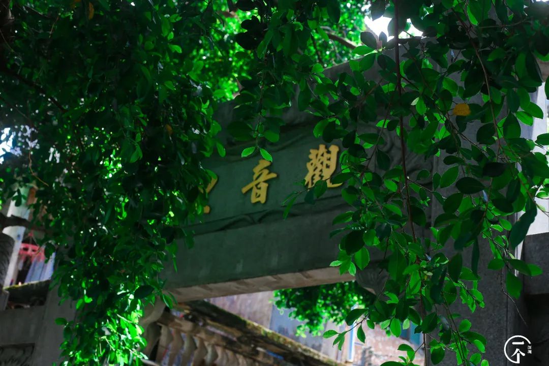 全深圳都要羡慕住在沙井的人,羡慕深圳有房的人