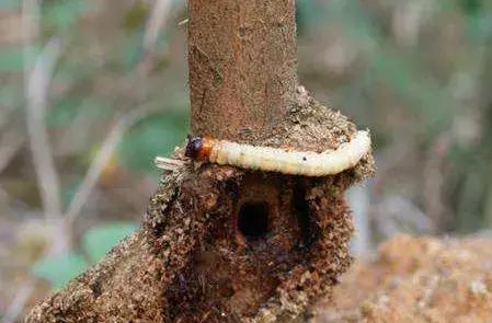 猕猴桃八大虫害图,猕猴桃虫害防治方法