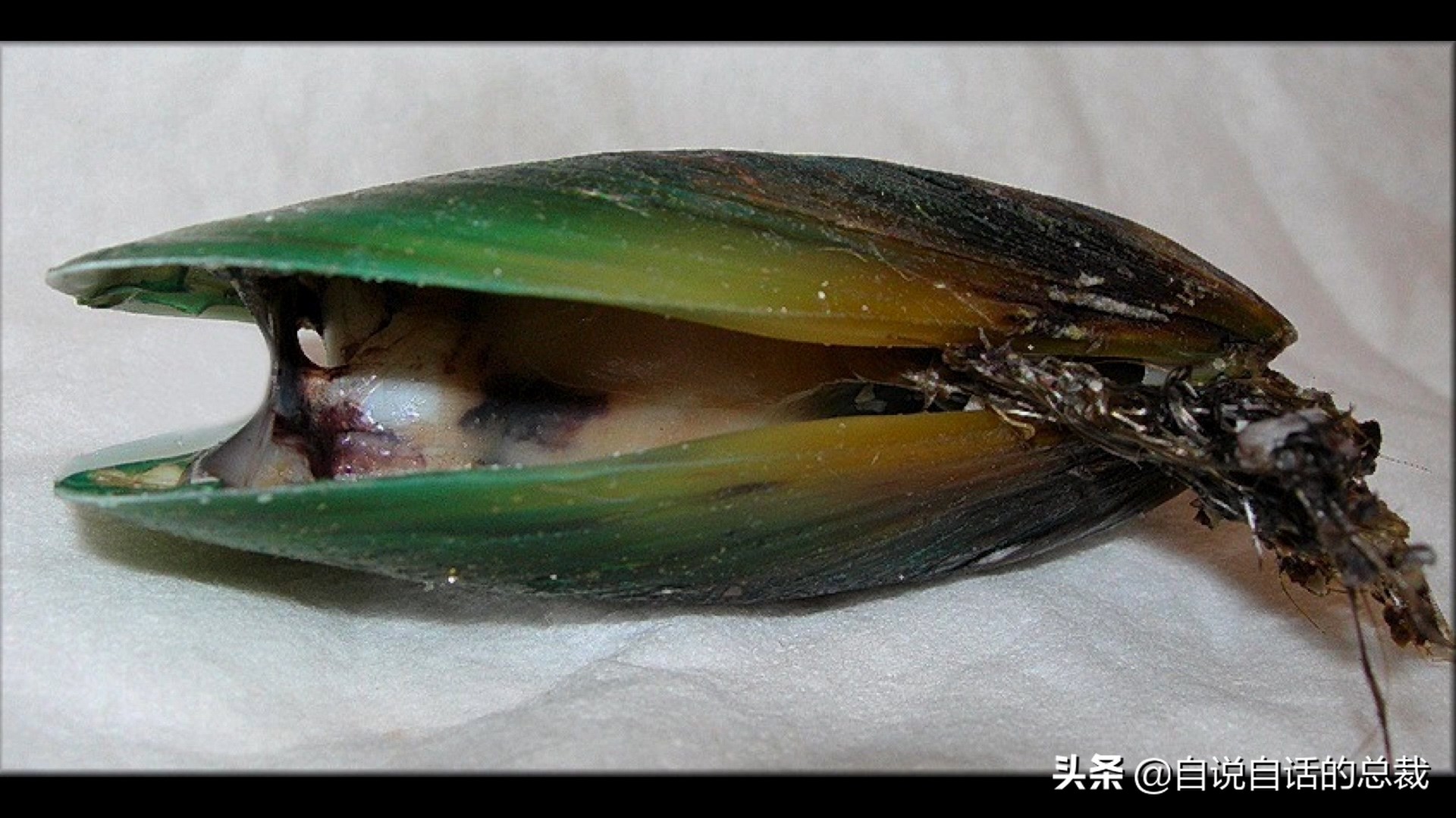 海鲜蛤蜊与蛤蜊区分,蛏子与小人蚬的区别