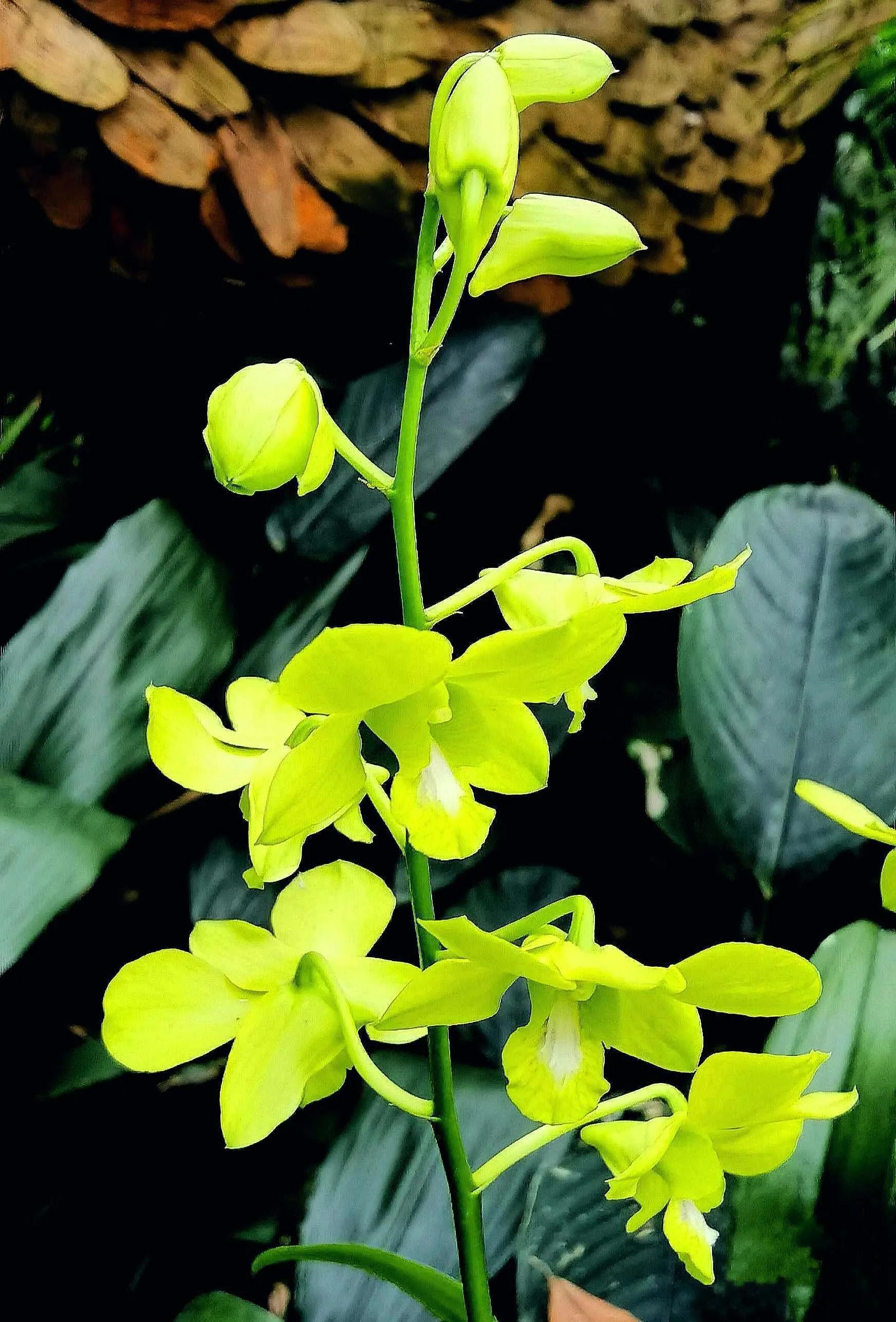 兰花高洁的古诗,高洁典雅的兰花壁纸