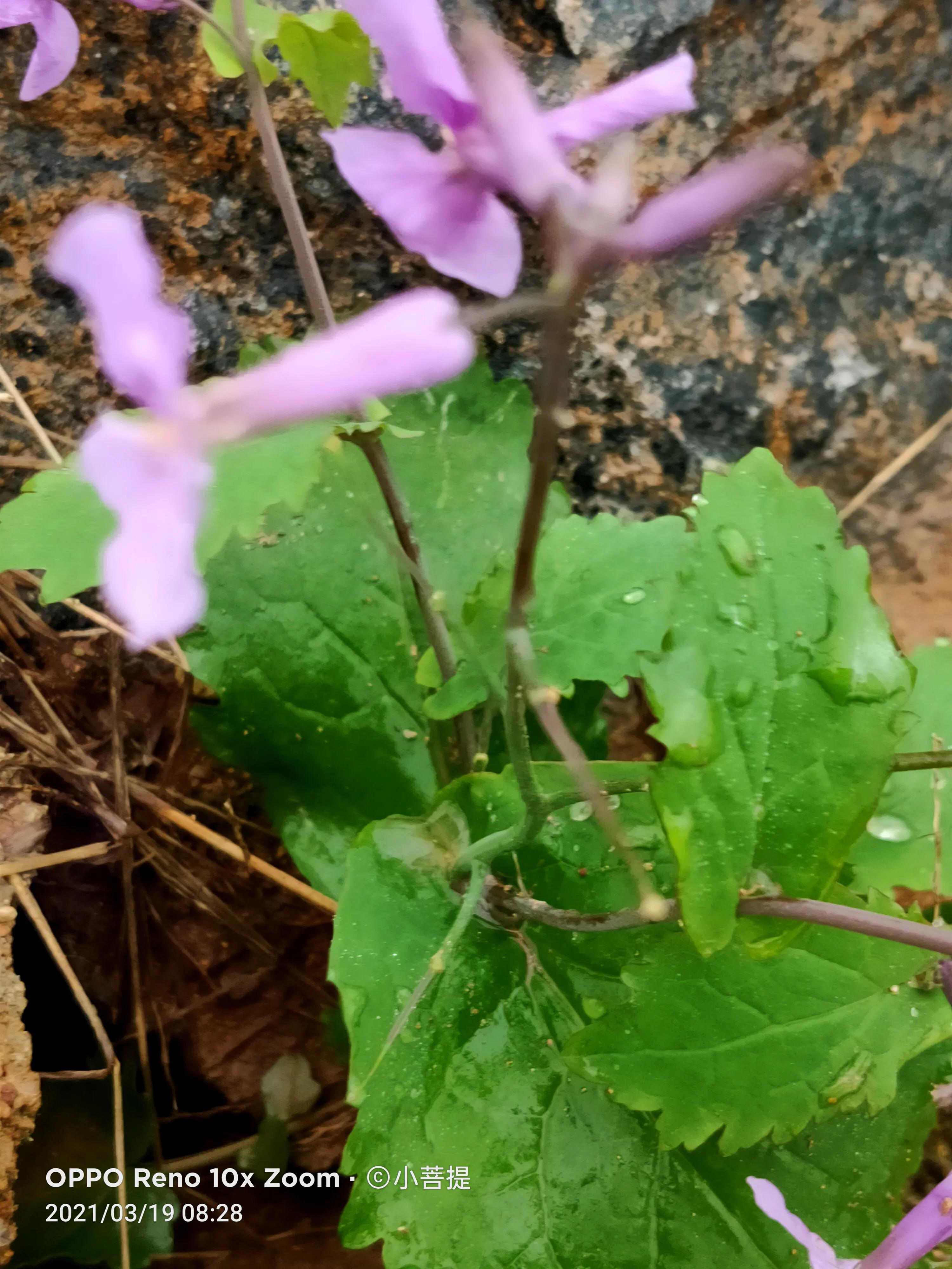 这种植物为成就蜀国屡次北伐功不可没