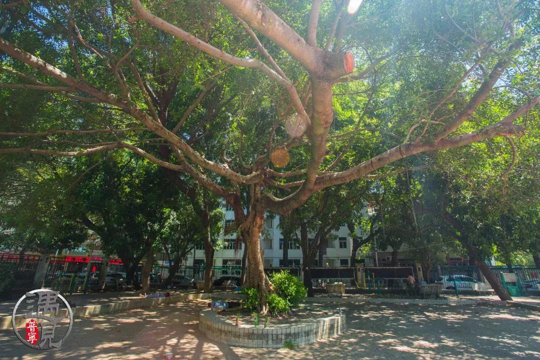 普宁流沙中华新城旧貌,普宁人民广场改造