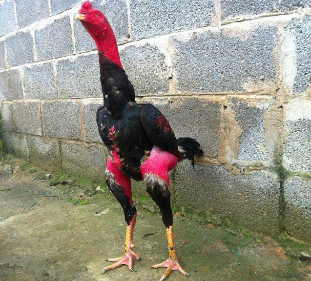 斗鸡驯养方法,斗鸡养殖用什么饲料