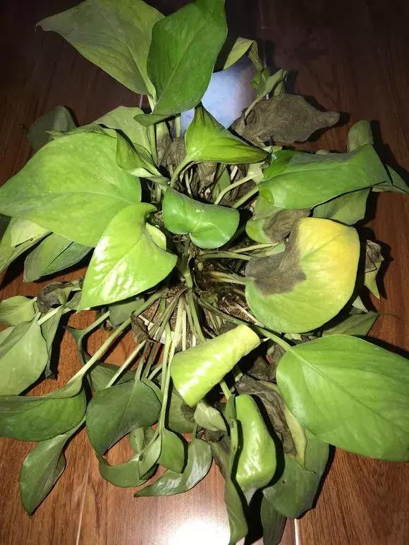 花儿蔫得快怎么回事,花儿都蔫儿了怎么办