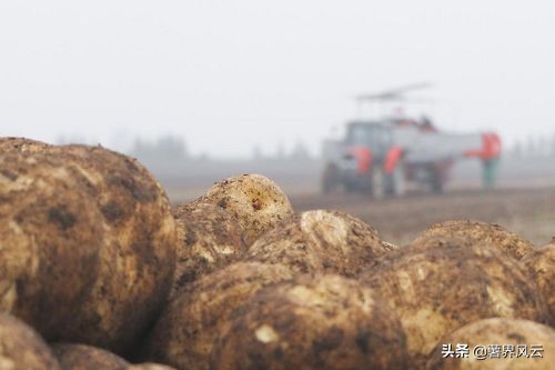 北海道马铃薯在日本一枝独秀