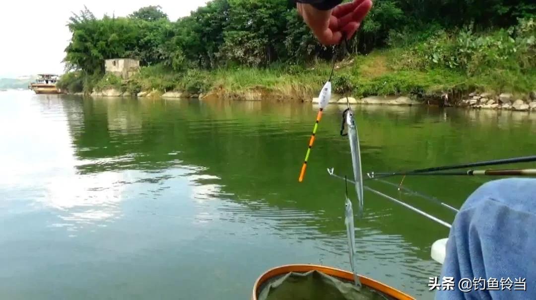 怎样垂钓经济价值高的鱵鱼?注意用饵和钓法的技巧，才能钓多钓好
