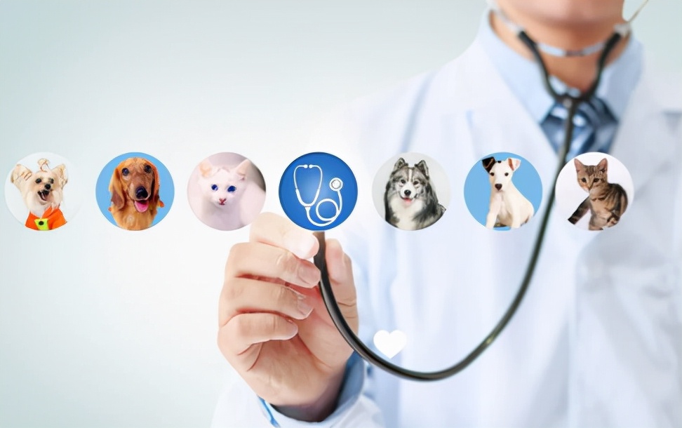 陆喜梅：宠物看病动辄近千元，宠物医院为什么这么会赚钱？