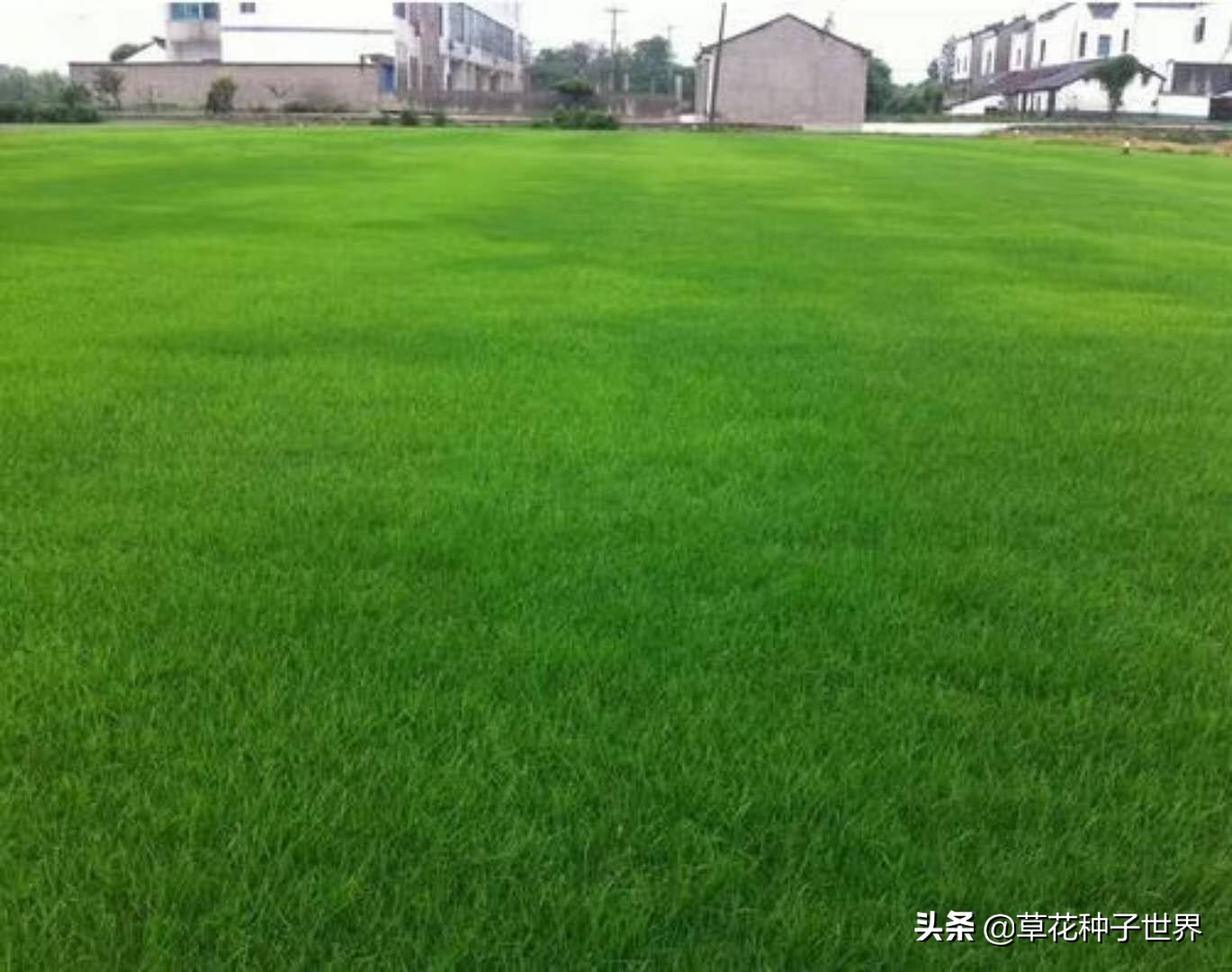 公园草坪种子品种选择,广场草坪草籽