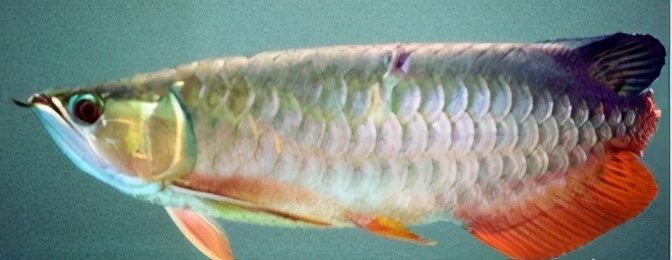 龙鱼疾病治疗视频,龙鱼常见病100种