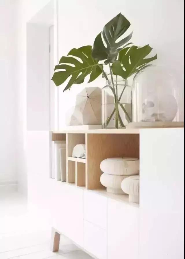 什么植物甲醛吸附好,房间里吸收甲醛的植物有哪些