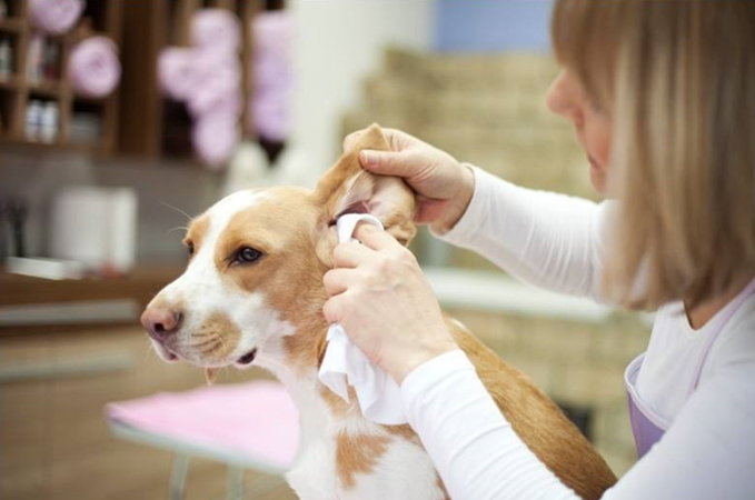 狗狗的耳毛是拔掉好还是剪掉好,狗狗拔了耳毛后用什么护理