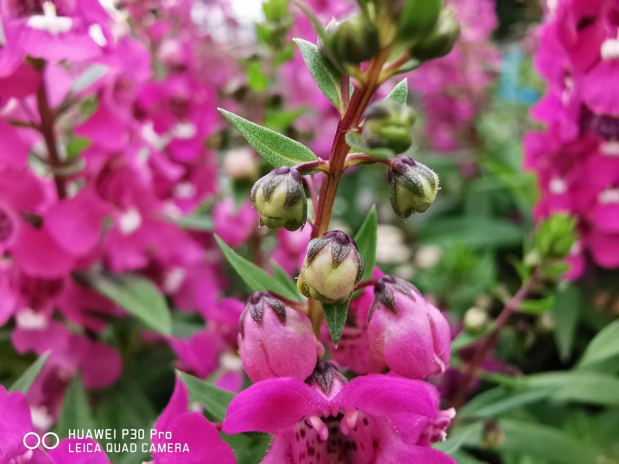 华为p30pro和mate30pro,华为p30pro最大的缺点与不足