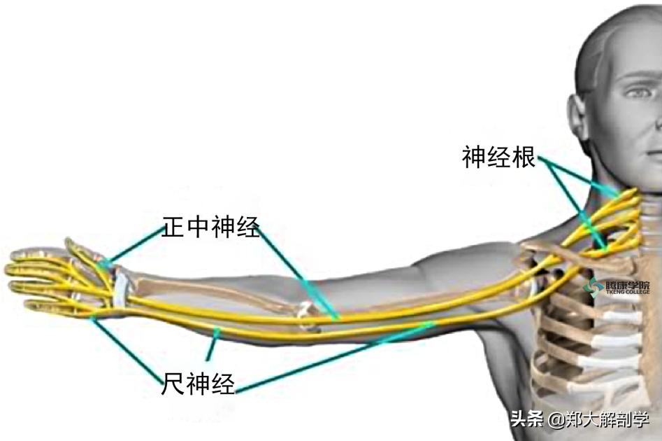 手腕正中神经卡压怎样治疗,腕管正中神经卡压怎么按摩